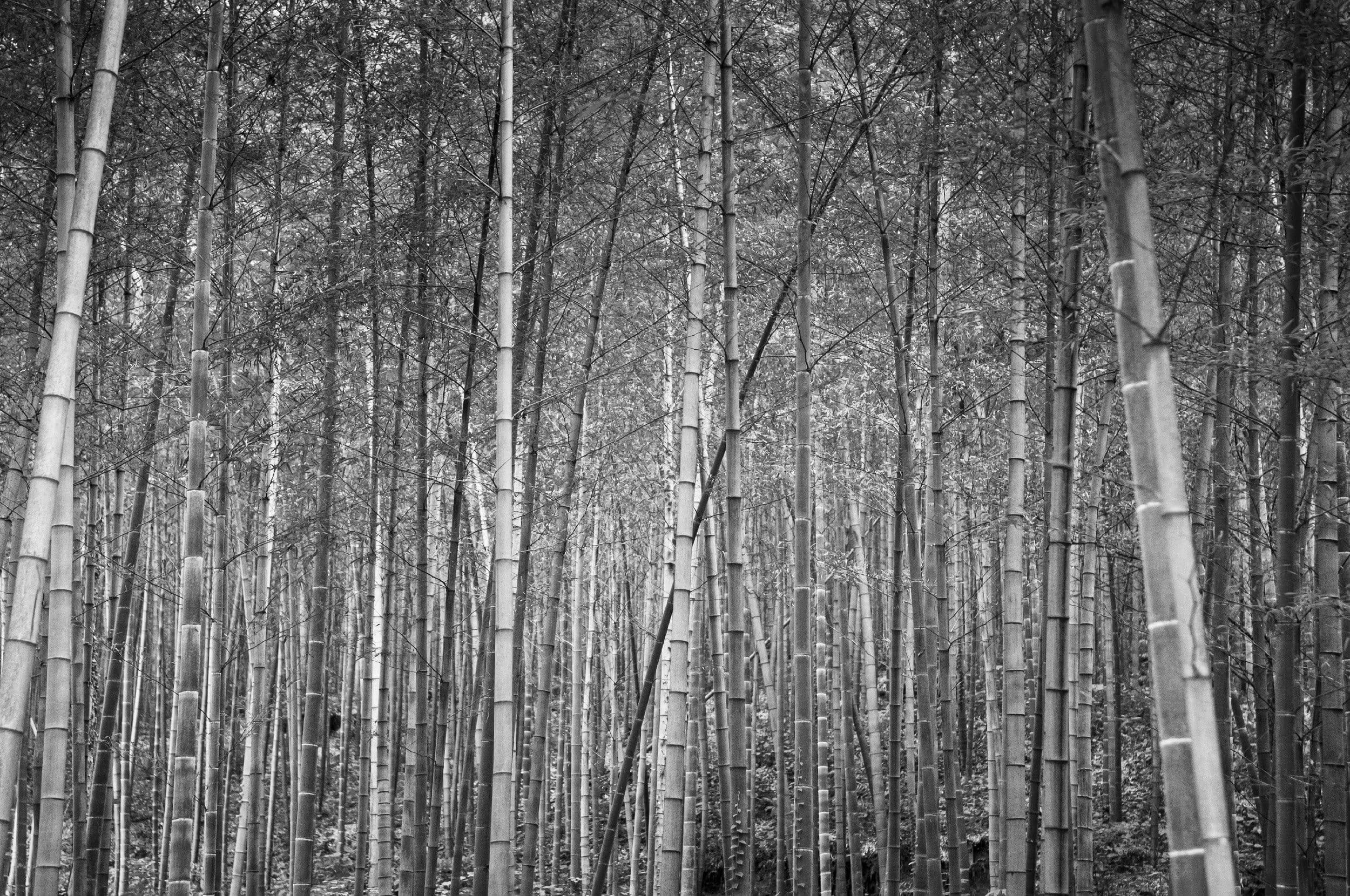 Black and White Cane trees wallpaper