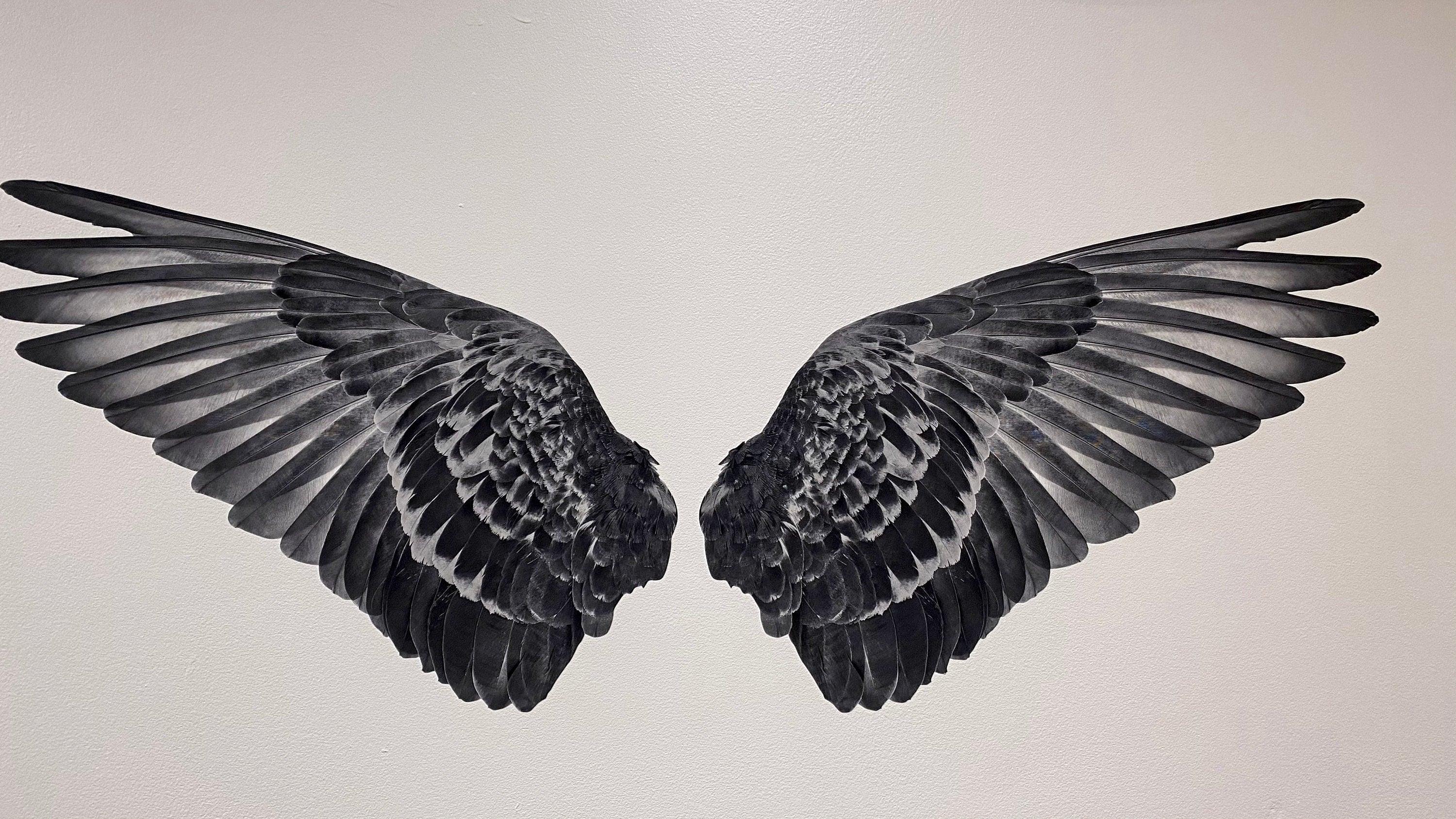 Black Wings Die Cut to Wings, Removable wall Decal