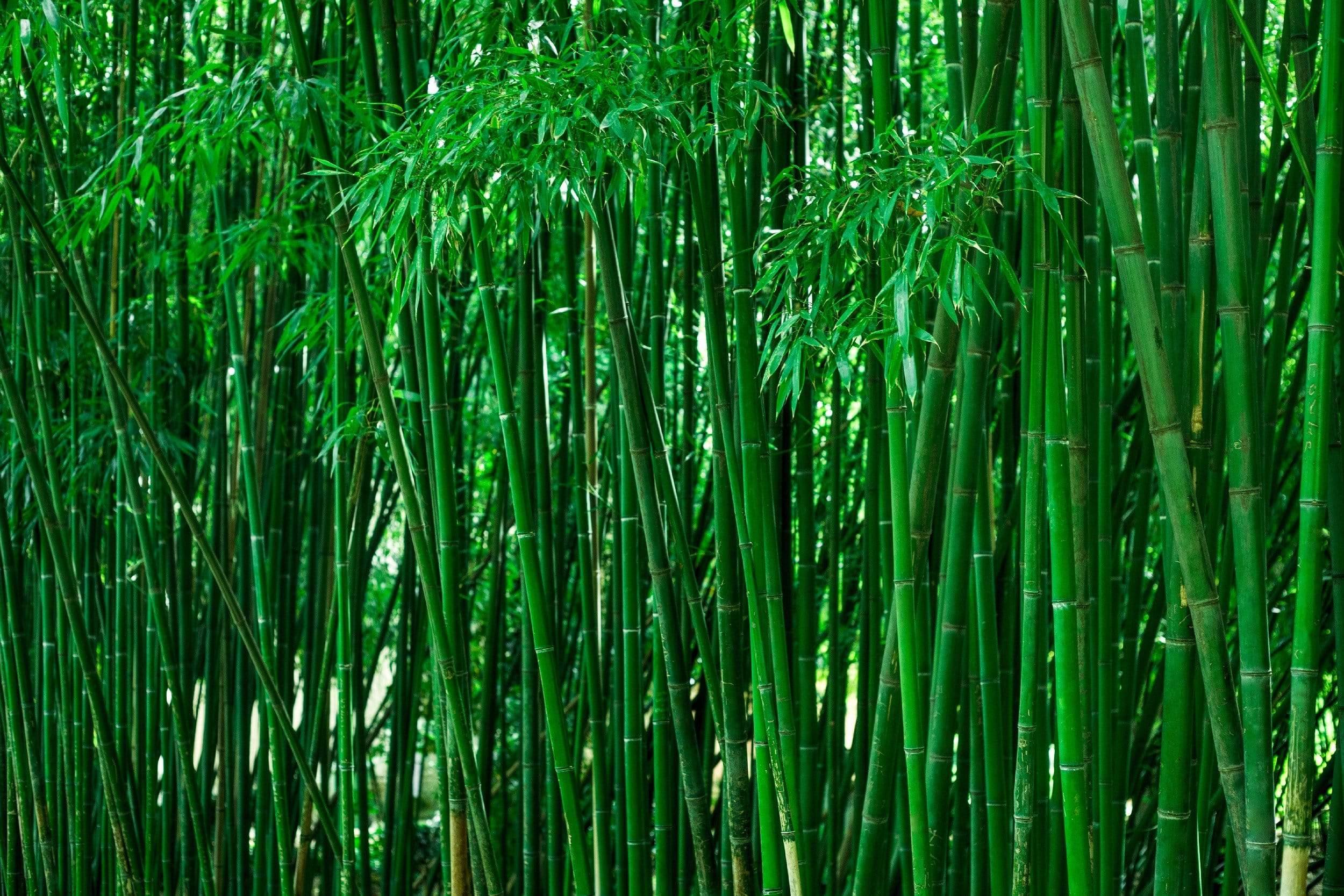Green Cane Forest