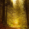 Sun through wooded path