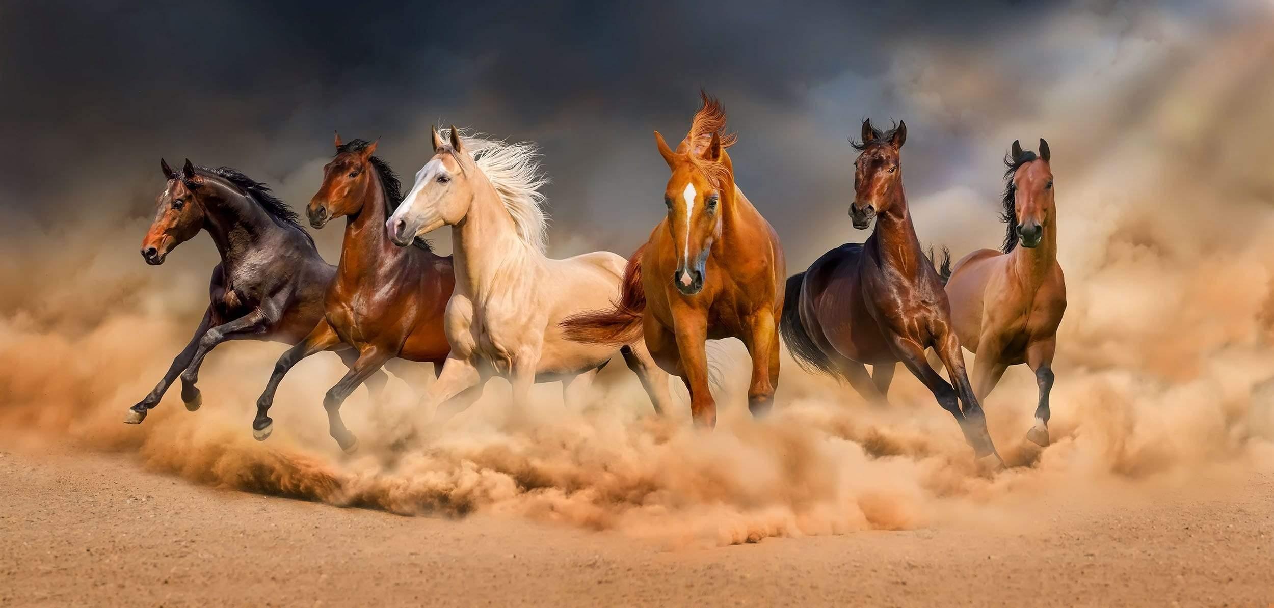 Wild Horses with Sand