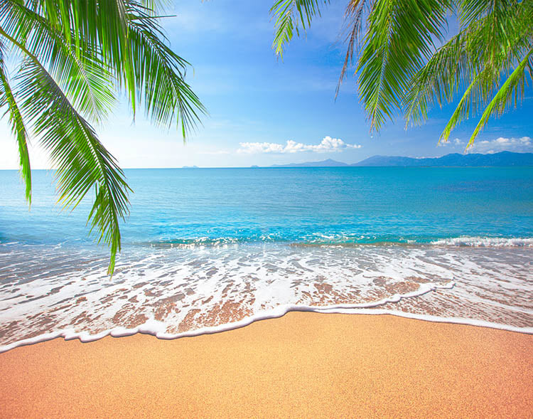 White Beach Blue water with Palms, Relaxing Wall Paper, Wallpaper, Peel-N-Stick and Removes Easily Anytime