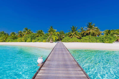 Beach with Dock and Palm trees over water