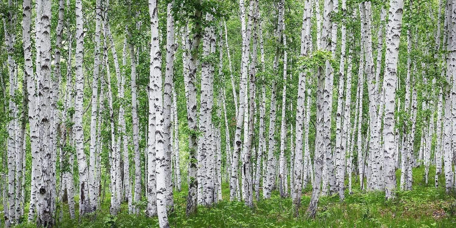 Birch Trees Green Forest wallpaper