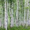Birch Trees Green Forest Wallpaper, Peel-N-Stick and Removes Easily Anytime