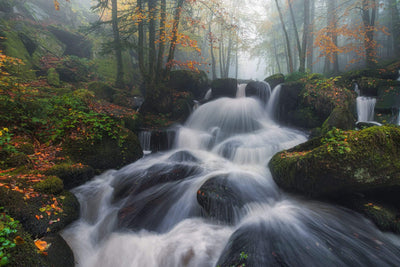 Blurred river through fall trees wall mural, wallpaper home decor.