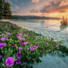 Boat on Beach with Flowers and Sunset Wallpaper, Peel-N-Stick and Removes Easily Anytime