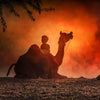 Camels in Red Sandy Sky Wallpaper, Wall Décor, Wallpaper, Peel-N-Stick and Removes Easily Anytime