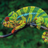 Chameleon on Branch with Green Background Wall Mural, Wallpaper, Peel-N-Stick and Removes Easily Anytime