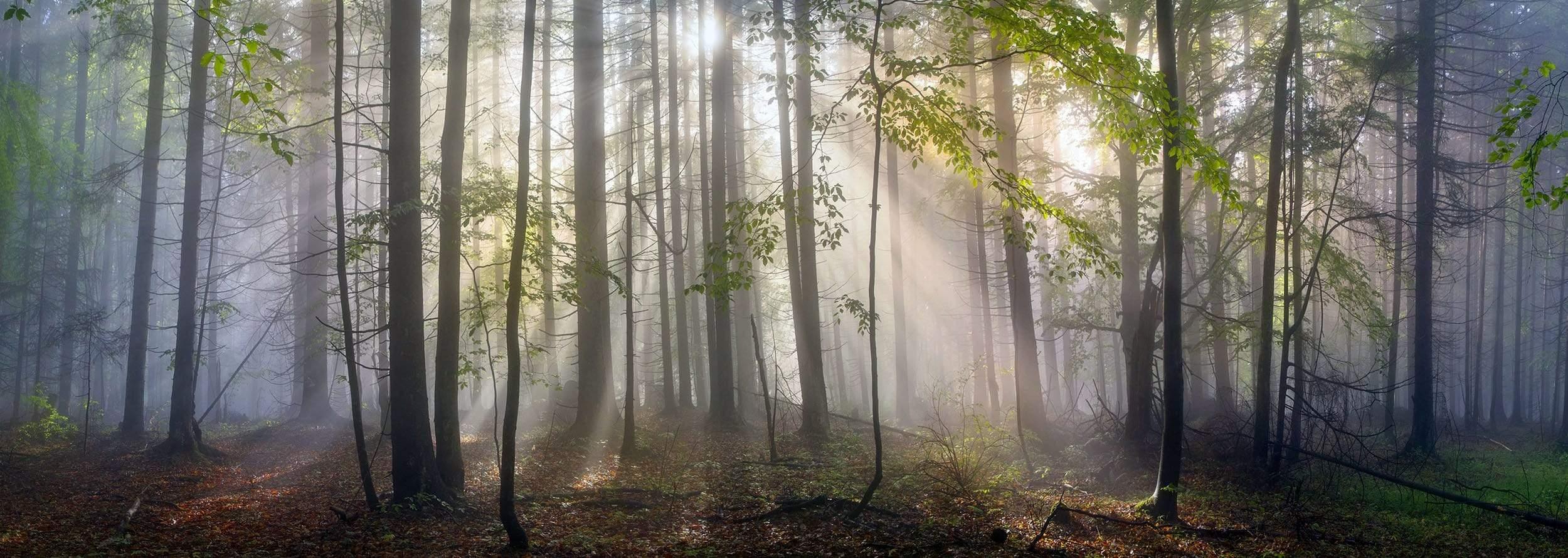 Fog in forest with sun beams
