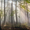 Fog in Forest with Sun Beams, Wallpaper, Peel-N-Stick and Removes Easily Anytime
