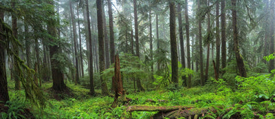 Foggy Green forest with ferns