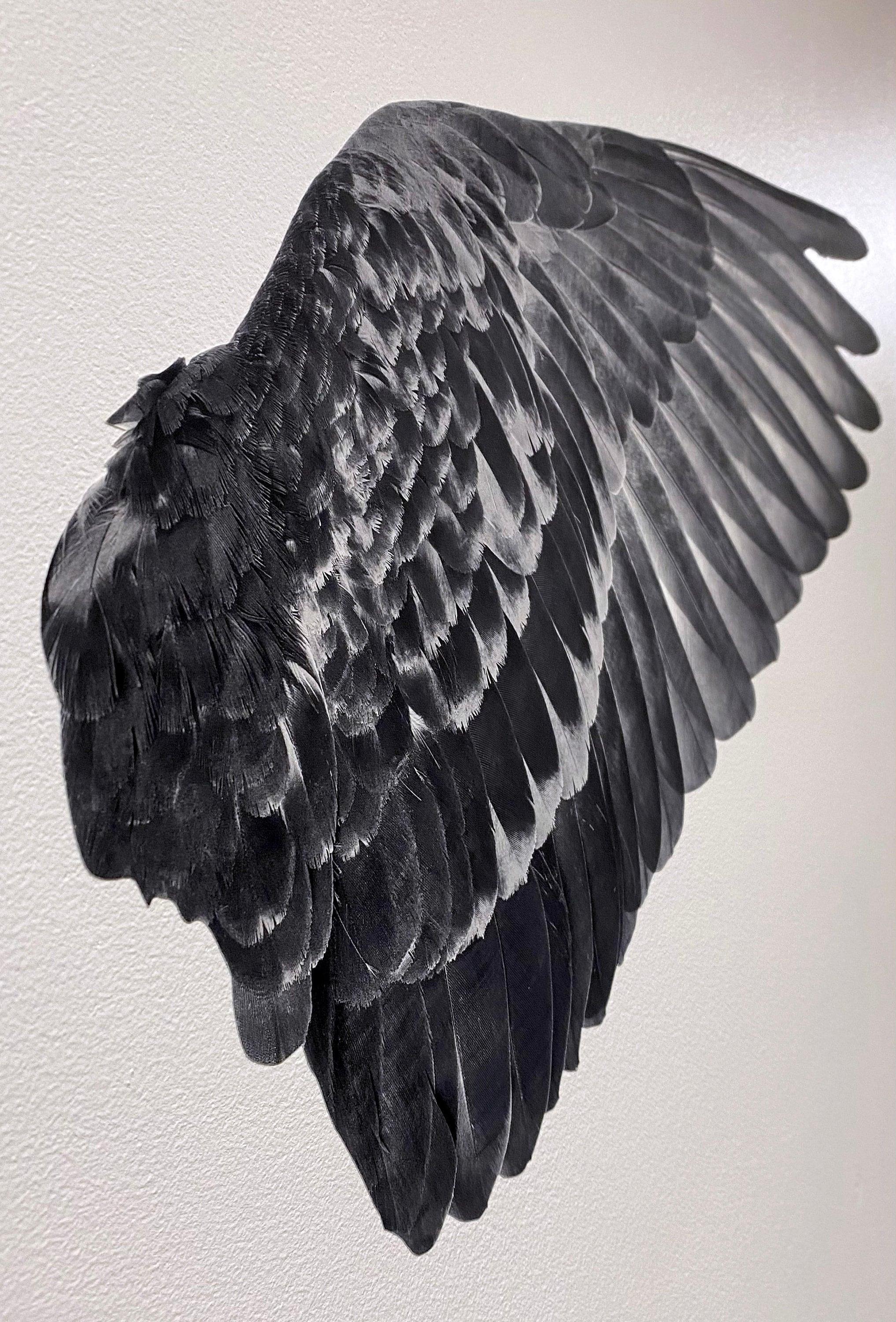 Gray Angel Wings Decal, Street Art, Graffiti, Instagram image,