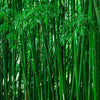 Green Cane Forest, Wallpaper, Peel-N-Stick and Removes Easily Anytime