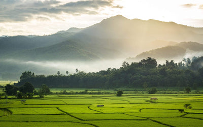 Green Rice Fields