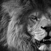 Lions Face Black and White