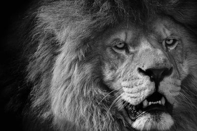 Lions Face Black and White