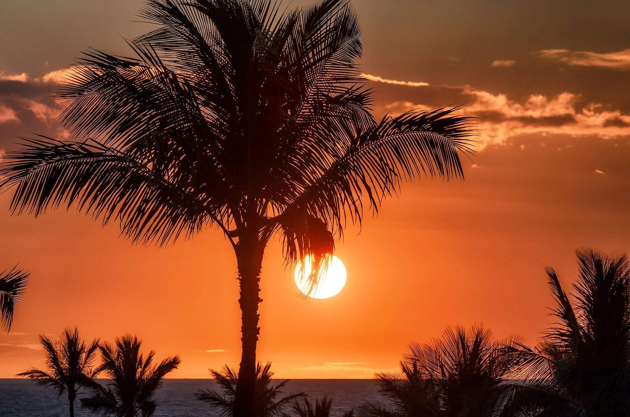 Orange Sunset with Palm Tree