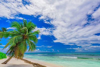 Palm tree leaning onto beach over water