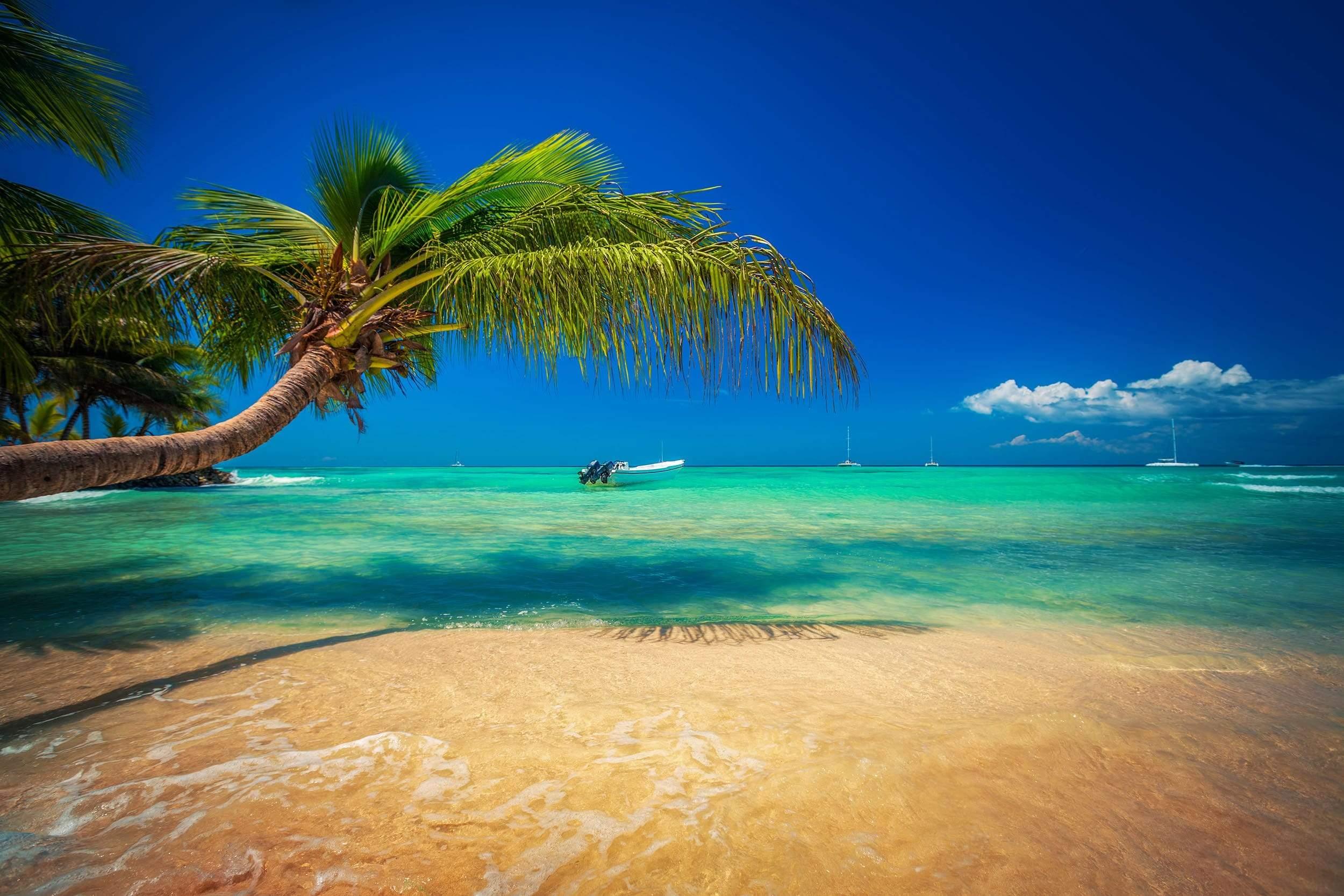 Palm tree over aqua water w sand