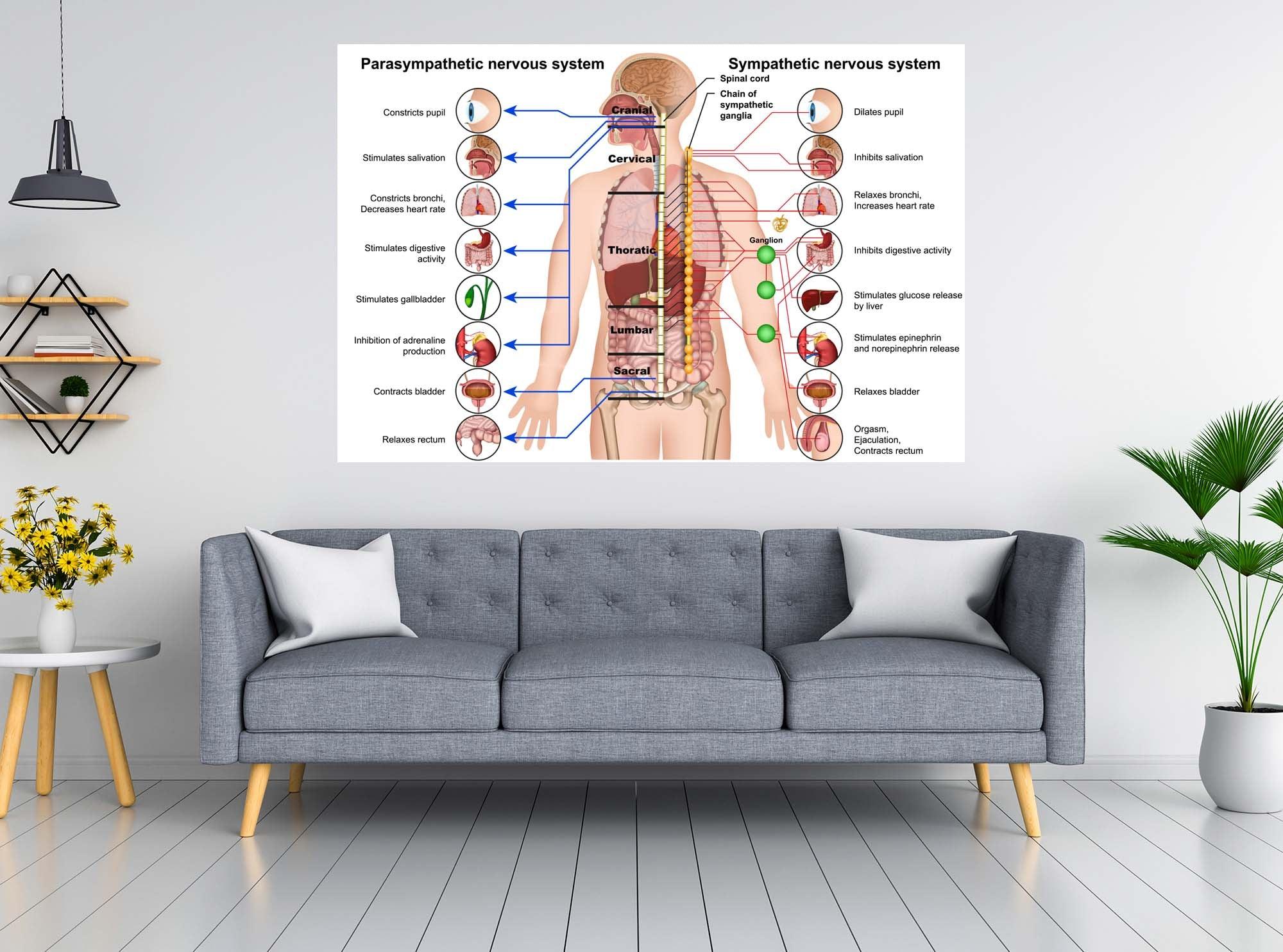 Parasympathetic Nervous System Wall Decal Diagram, Peel-N-Stick to the  wall, Remove anytime Wall Decal Sticker