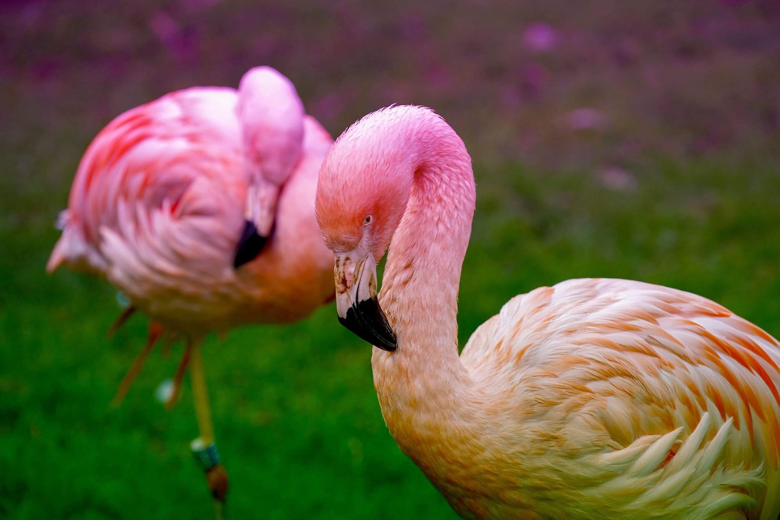 Pink Swans on Green Grass