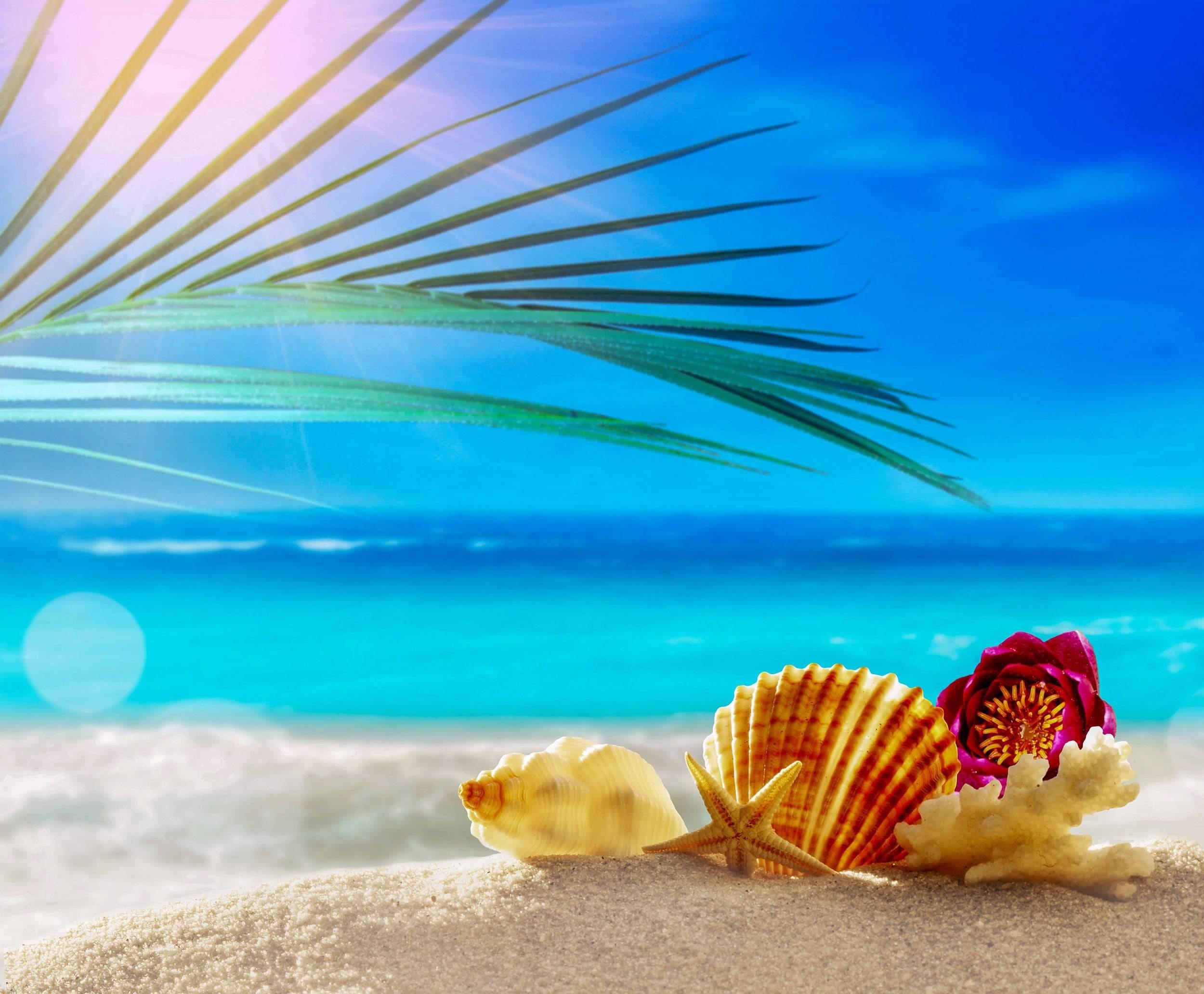 Sea shells on sand with palm leaf
