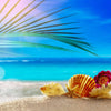 Sea shells on sand with palm leaf