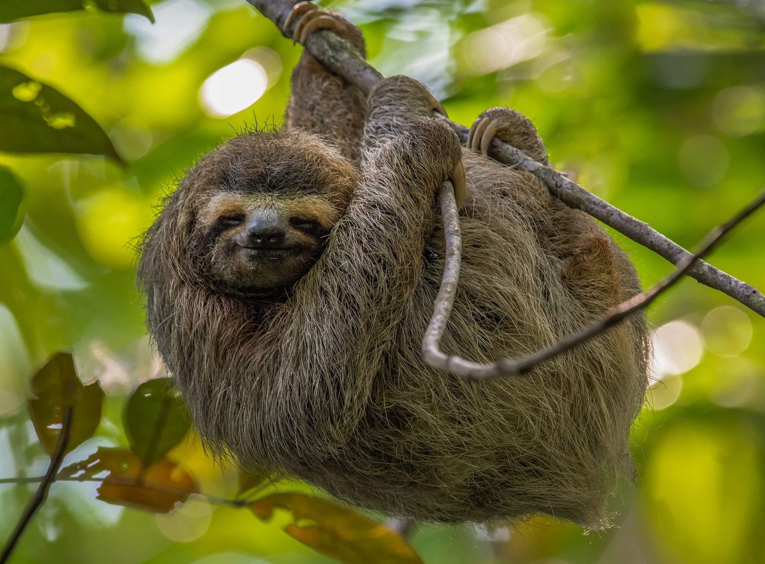 Sloth hanging in tree with green background