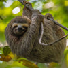 Sloth hanging in tree with green background