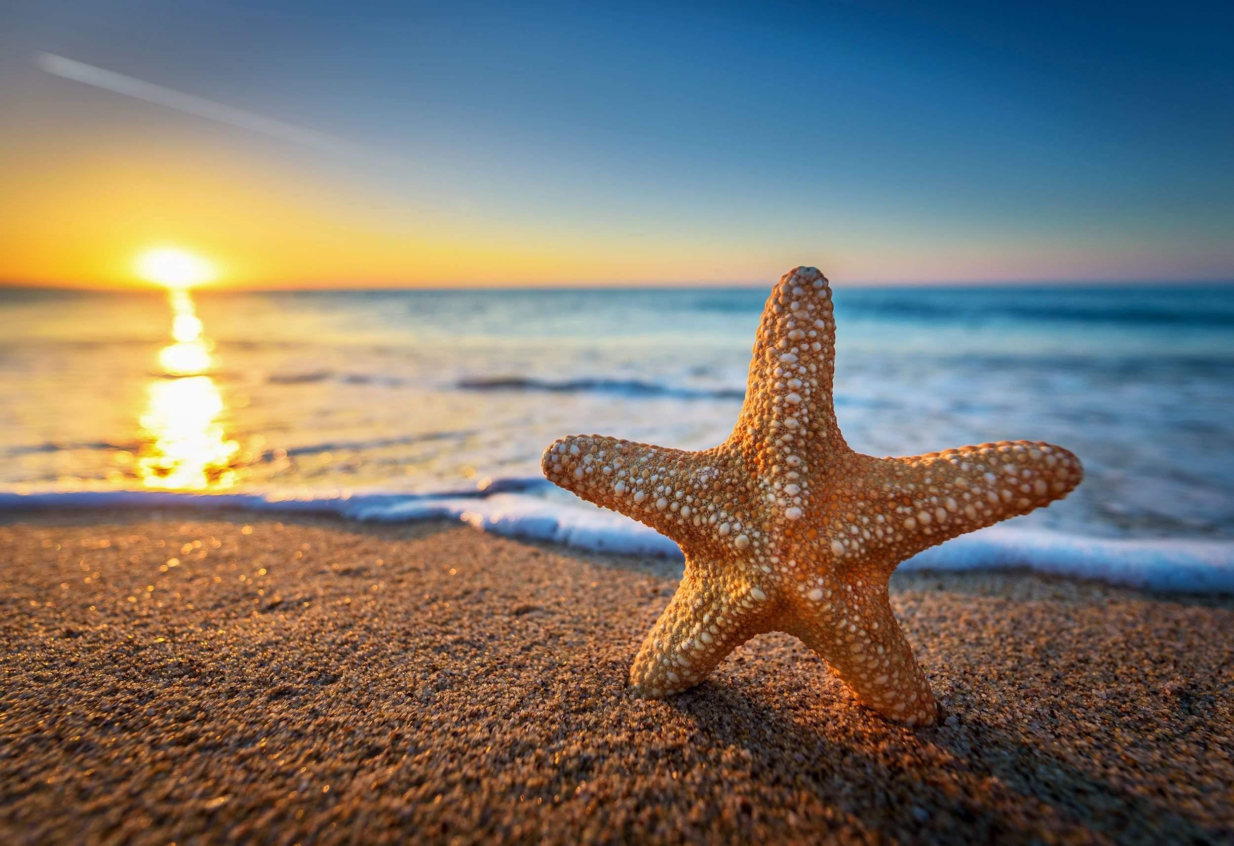 Starfish on beach with sunset