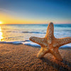 Starfish on beach with sunset