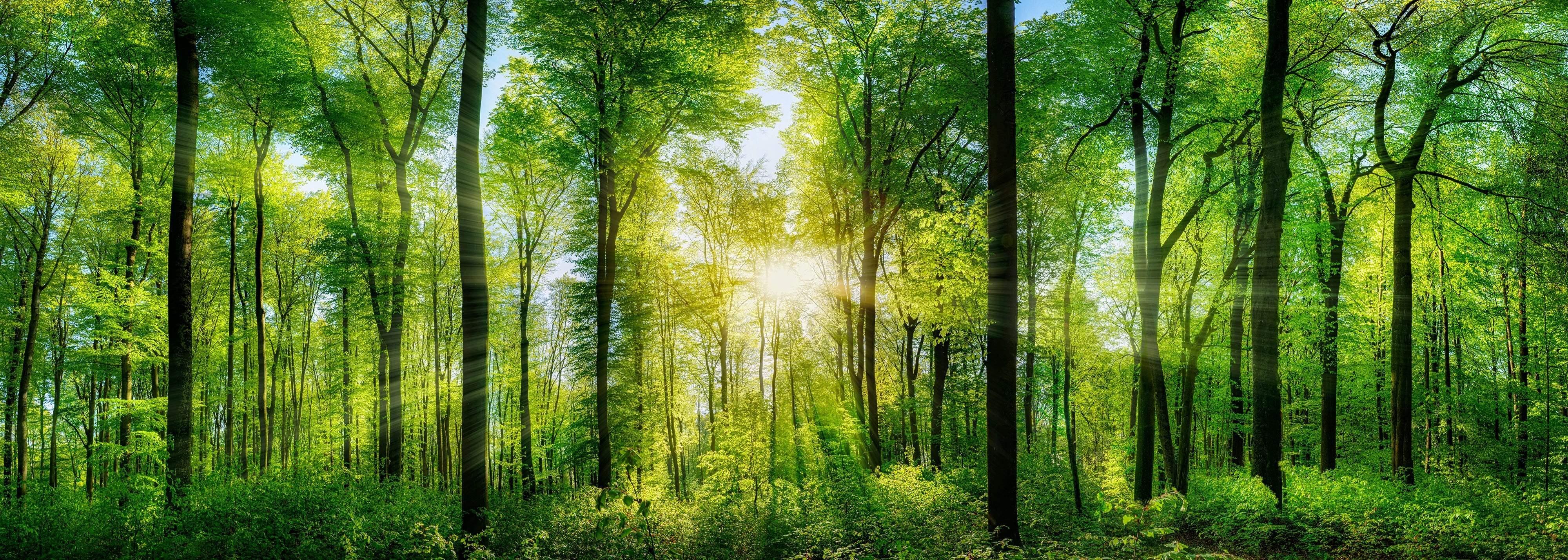 Sunbeams through green forest