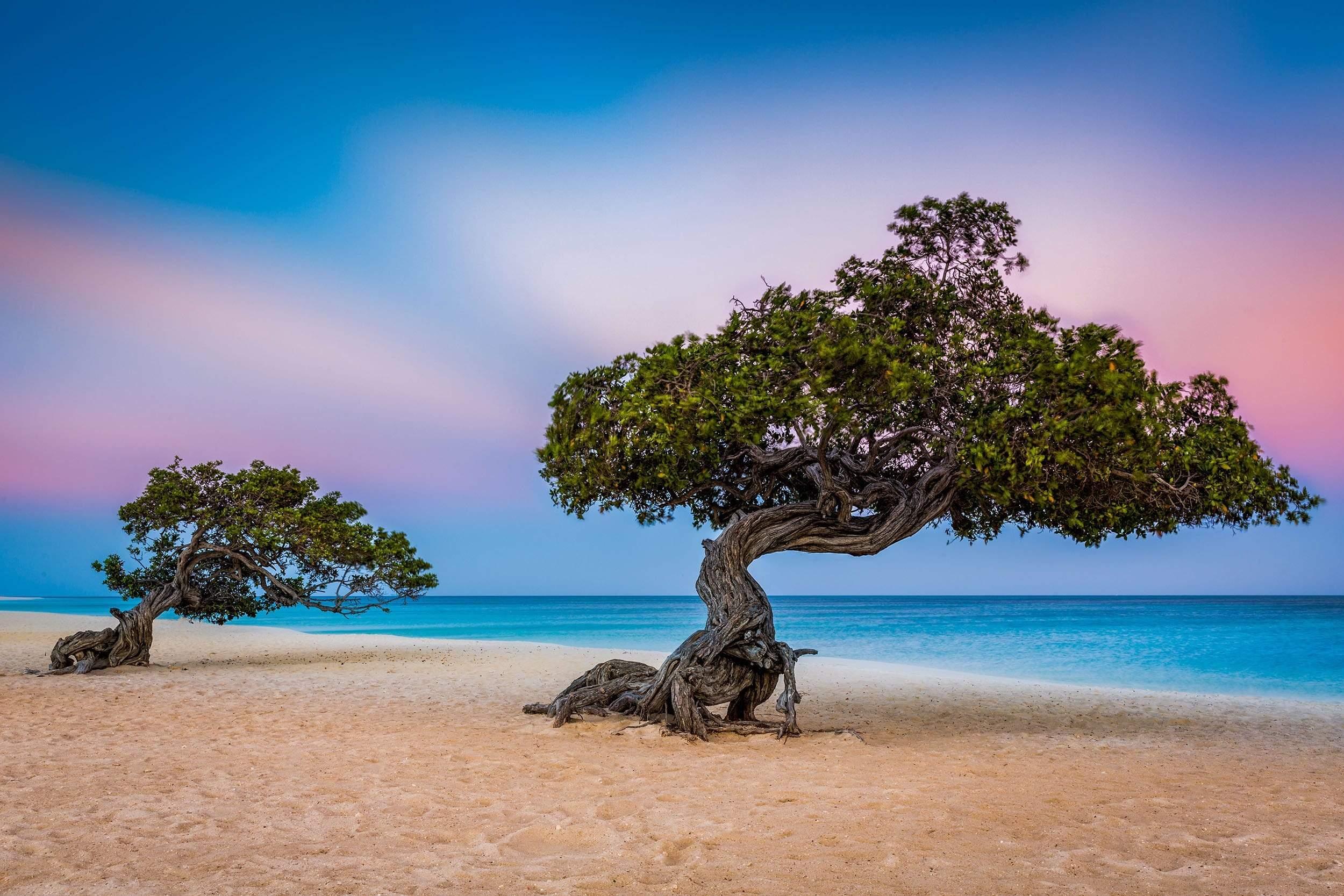 Walking tree on sandy beach