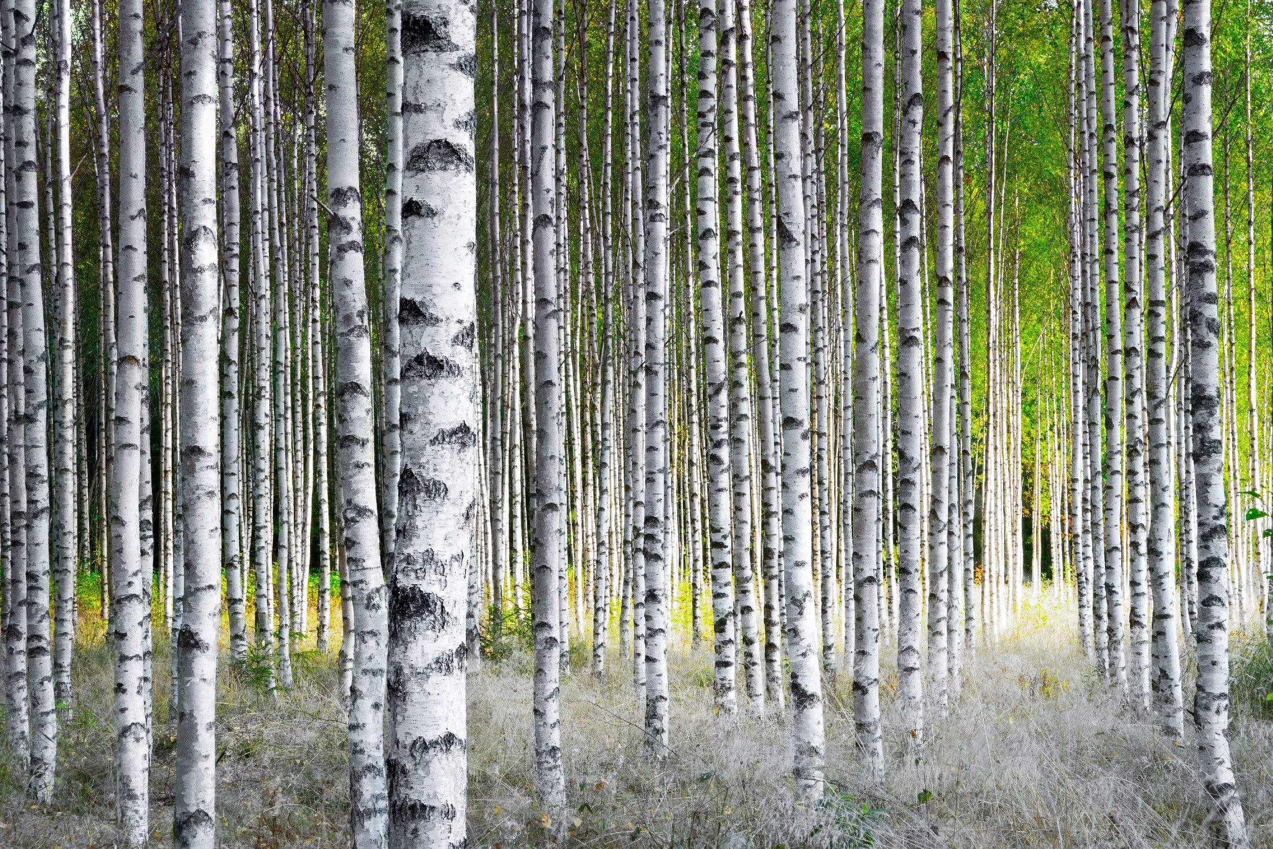 Birch Trees in a row in a forest wallpaper