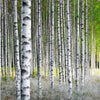 Birch Trees in a Row in a Forest Wallpaper